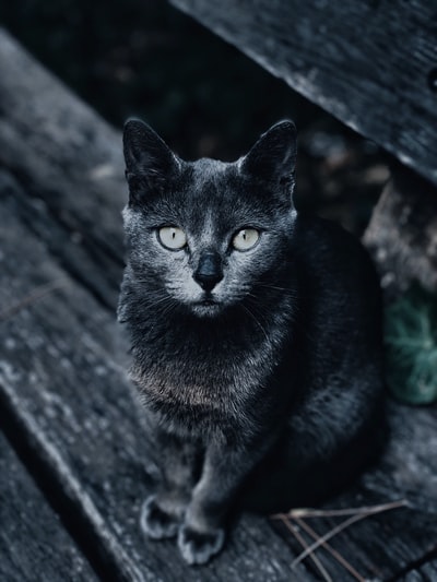 猫的灰度摄影